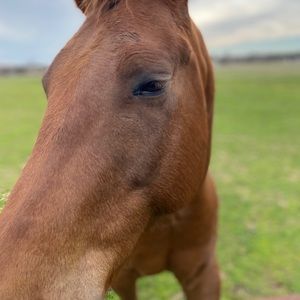 Meet your Posher, Tanner